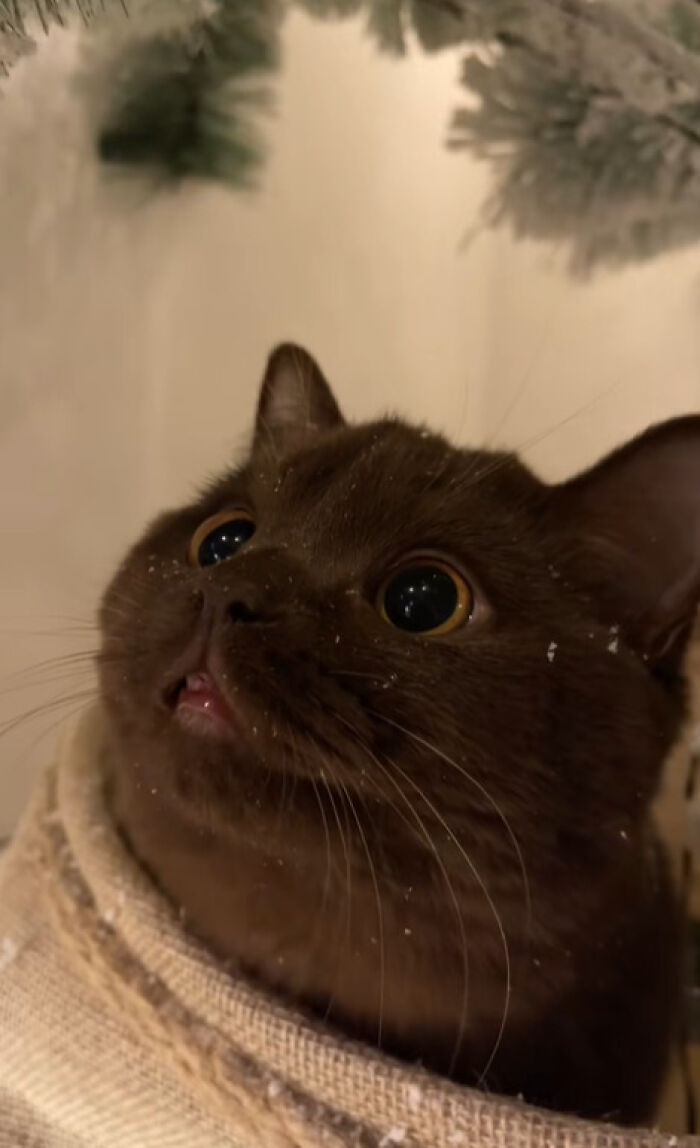 Close-up of a cat experiencing Christmas for the first time with wide eyes and snowflakes on its fur.