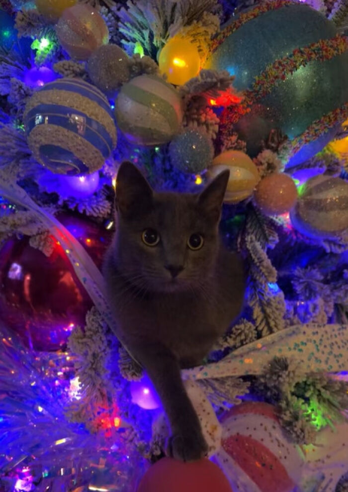 Gray cat exploring colorful Christmas tree decorations with curious and adorable reactions during its first Christmas experience.