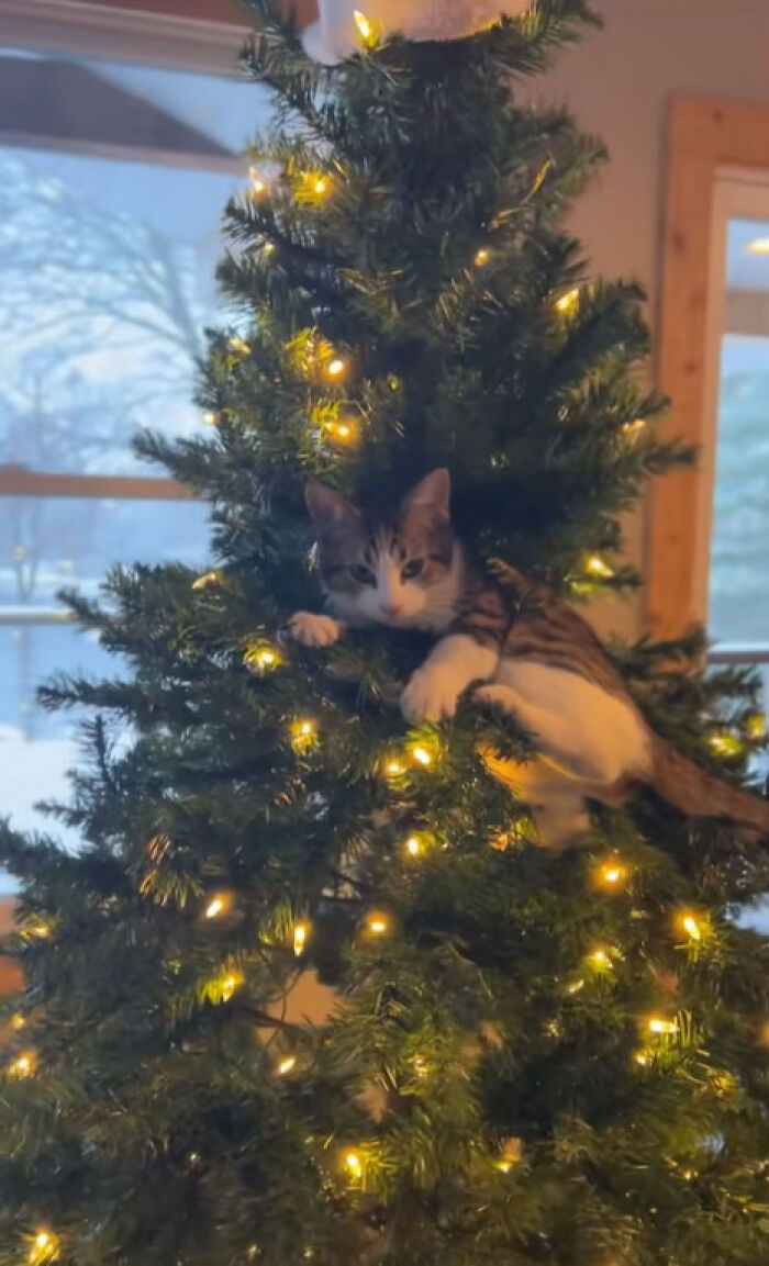 Cat experiencing Christmas for the first time sitting in a decorated tree with glowing lights indoors during winter.