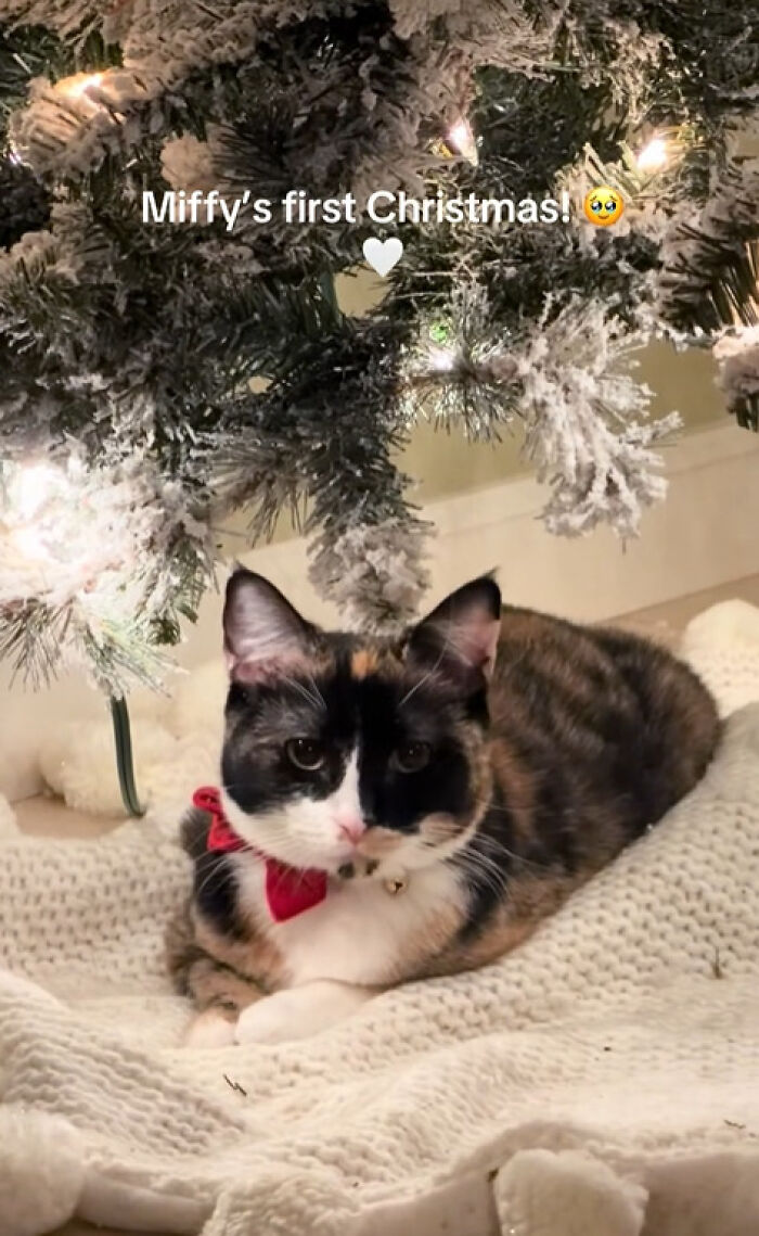 Calico cat wearing red bow under a frosted Christmas tree, experiencing Christmas for the first time with curious expression.
