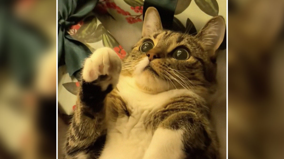 Tabby cat with wide eyes and raised paw showing adorable reactions to Christmas for the first time.