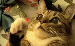 People Are Capturing Their Cats’ First Christmas And These 50 Pics Are Unbearably Cute