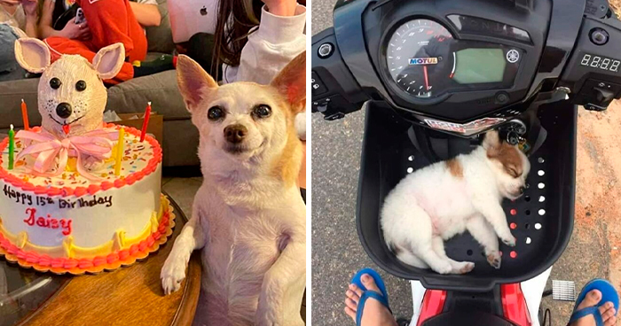 Dog Owners Share 78 Of The Cutest, Most Adorable, And Heartwarming Pics Of Their Pets