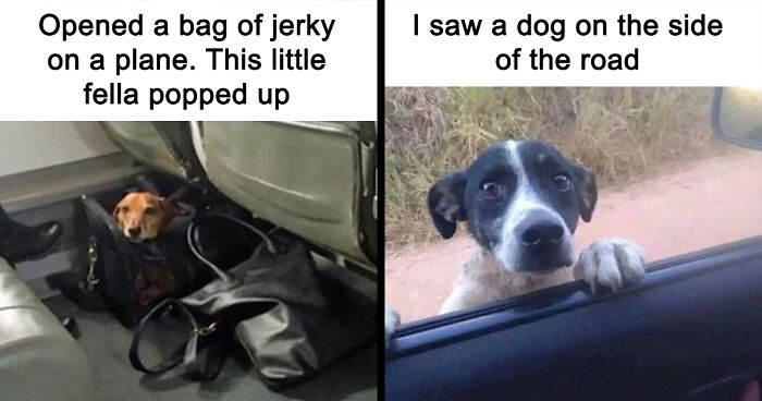 People Are Sharing Their Cute Dog Pics And The Internet Thanks Them For These 78 Snaps