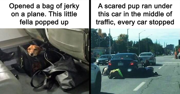 Dog Owners Post 78 Cute Pics Of Their Puppers And Bring Smiles To The Internet