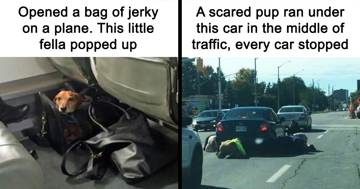 Dog Owners Share 78 Of The Cutest, Most Adorable, And Heartwarming Pics Of Their Pets