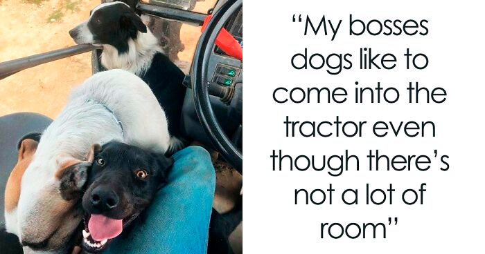 Dog Owners Share 78 Of The Cutest, Most Adorable, And Heartwarming Pics Of Their Pets