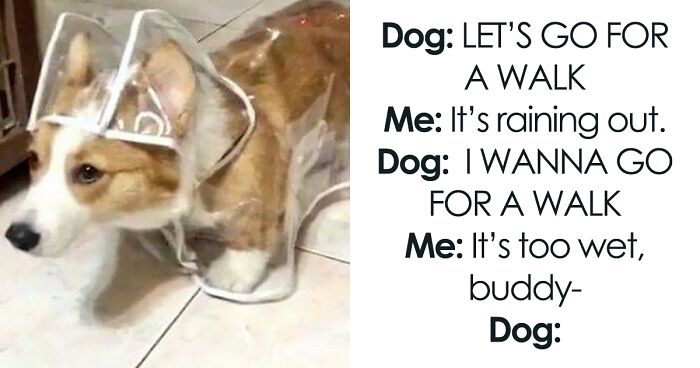 Dog Owners Share 78 Of The Cutest, Most Adorable, And Heartwarming Pics Of Their Pets