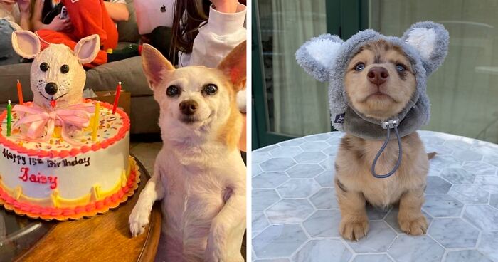 Dog Owners Share 78 Of The Cutest, Most Adorable, And Heartwarming Pics Of Their Pets