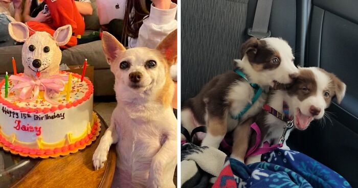 Dog Owners Share 78 Of The Cutest, Most Adorable, And Heartwarming Pics Of Their Pets