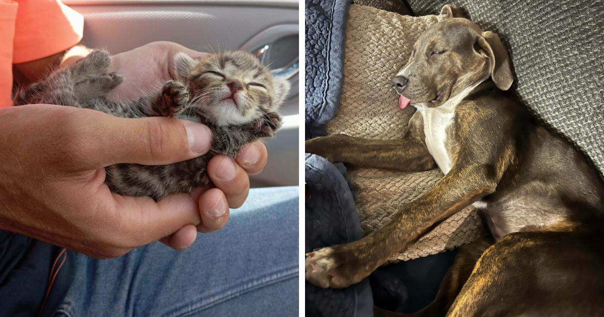 77 Adorable Photos Of Pets That Were Recently Adopted Into Their Furever Homes ... - Bored Panda