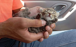 50 Adopted Pets That Are Already Chilling In Their New Homes (November Edition)