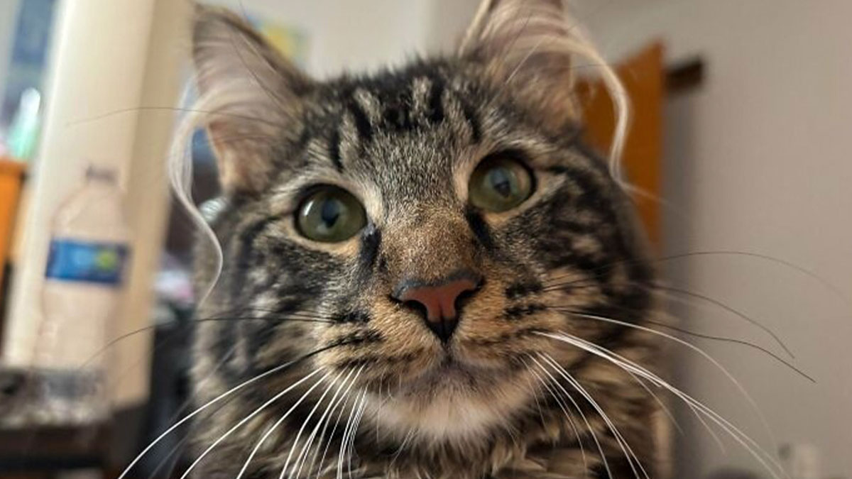 Tabby kitten with fluffy ear furnishings close-up, highlighting their charming and cute features indoors.