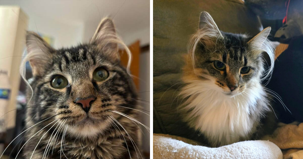 48 Kittens With Fluffy Ear Furnishings That Add Extra Charm To Their Cuteness