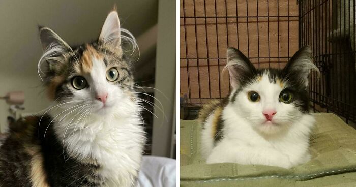 48 Kittens With Fluffy Ear Furnishings That Add Extra Charm To Their Cuteness