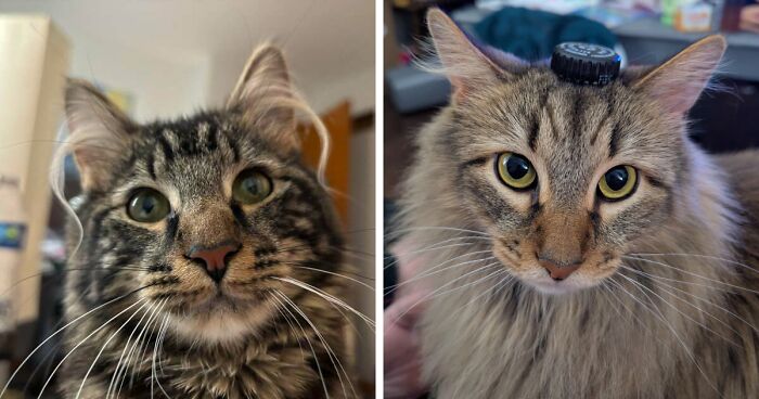 This Page Celebrates Cats’ Ear Furnishings And These 48 Pics Are Beyond Adorable