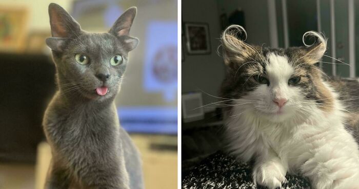 48 Kittens With Fluffy Ear Furnishings That Add Extra Charm To Their Cuteness