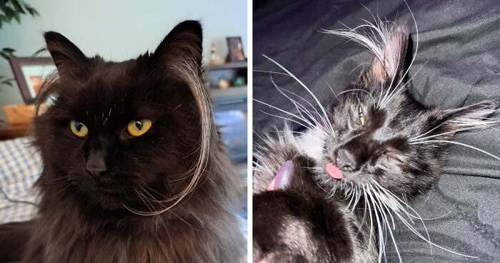 This Online Page Is Dedicated To Celebrating Cats’ Ear Furnishings And Here Are 48 Pics