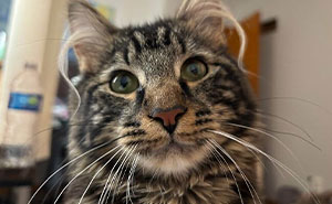 This Page Celebrates Cats’ Ear Furnishings And These 48 Pics Are Beyond Adorable