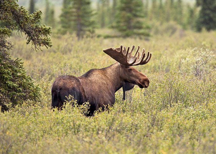 Moose standing in a dense forest clearing showcasing wildlife often encountered in survival hacks scenarios outdoors.