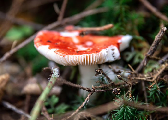 Close-up of a red and white mushroom in the forest illustrating survival hacks that can be useless and dangerous in nature.