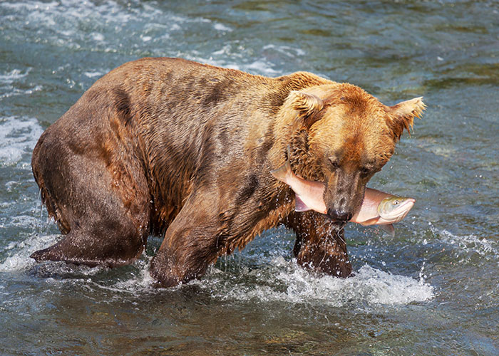 Brown bear catching a fish in the river, illustrating survival hacks that can be dangerous in the wild.