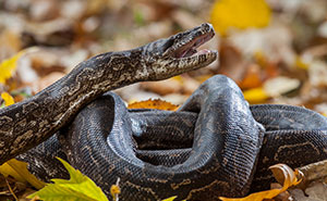 “Terrible Advice”: People Urge Others To Stop Believing In These 40 Dangerous Survival Myths