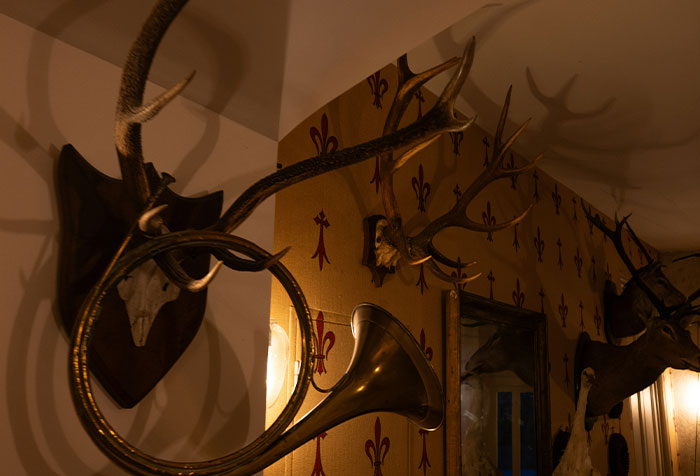 Mounted antlers and animal skulls displayed on wallpapered walls, depicting disturbing things found in homes of seemingly normal people.
