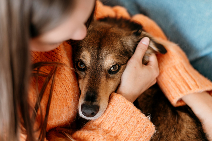 Person wearing an orange sweater gently holding a dog, capturing a tender moment of dog care home drama. Person wearing an orange sweater gently holding a dog, capturing a tender moment of dog care home drama.