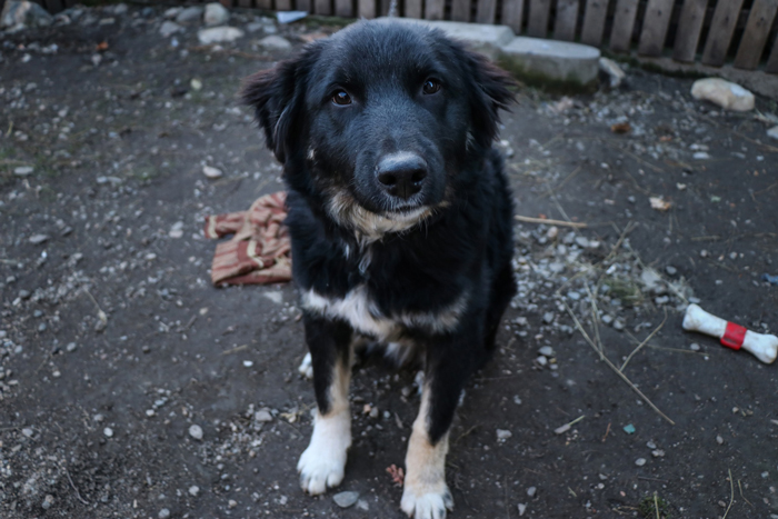 Black and white dog sitting outdoors on dirt ground near a fence with a bone toy, illustrating dog care home drama.