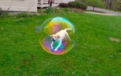 dog-in-bubble-69382c007799f.jpg