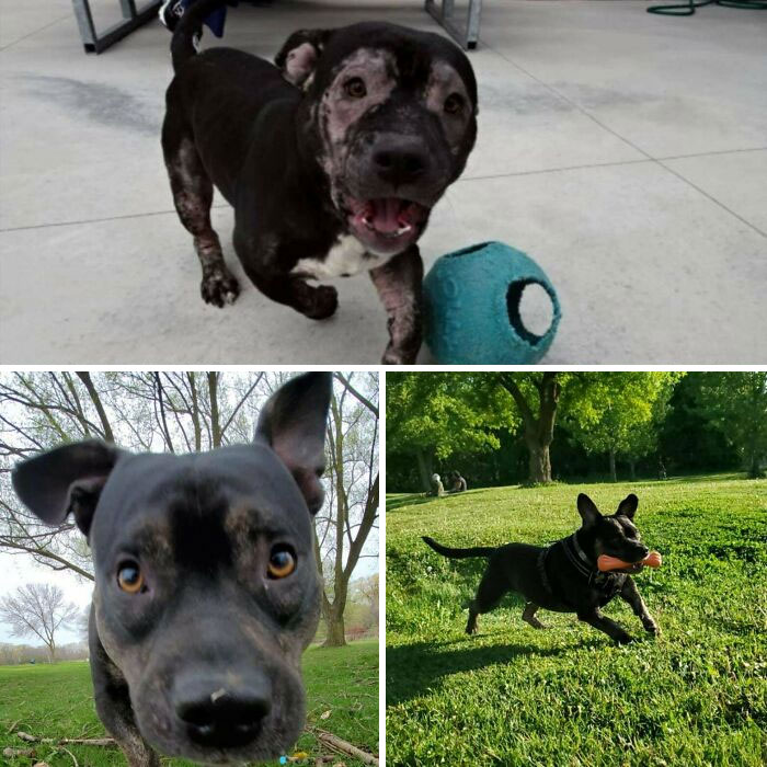 Before and after adoption photos of a happy black dog playing outdoors with toys and exploring green spaces.