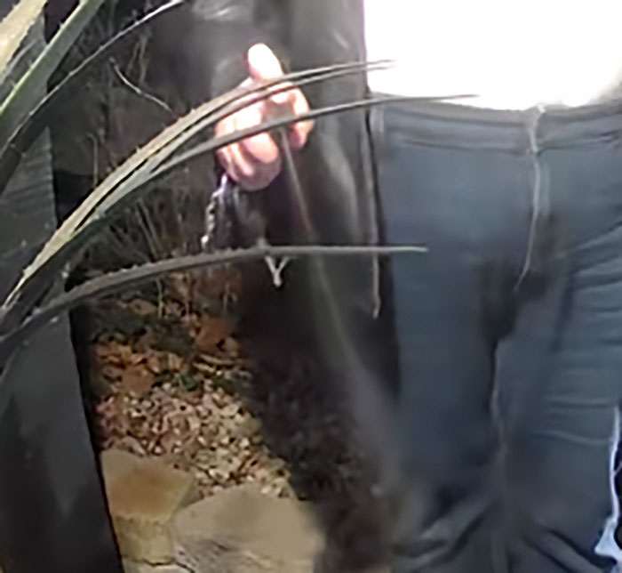 Person seen holding a pepper spray canister near plants and pavement, related to DoorDasher pepper-spraying incident.