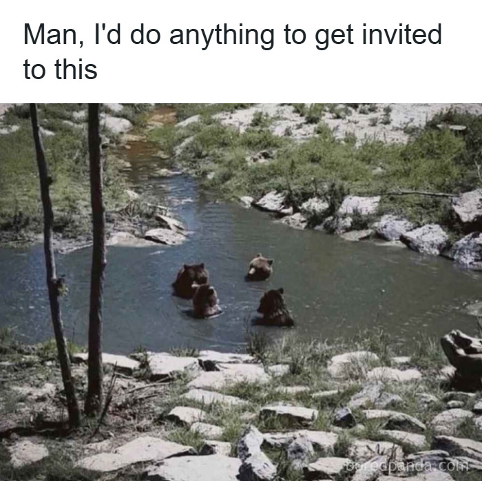 Four bears sitting together in a pond, surrounded by rocks and greenery, funny unhinged memes grapejuiceboys.