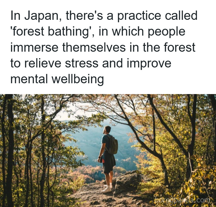 Person practicing forest bathing in nature, illustrating fascinating psychology facts about mental wellbeing and stress relief.