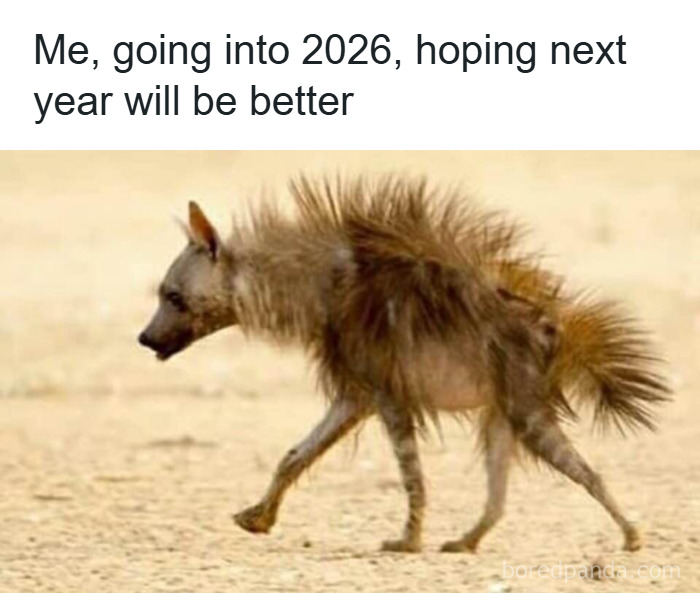 A tired and scruffy hyena walking in a barren landscape, representing stress relief through hilarious memes.