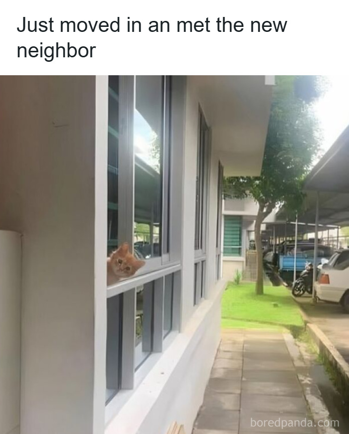 Orange cat peeking through a window in a residential area, perfect for cat memes that brighten holidays and special moments.