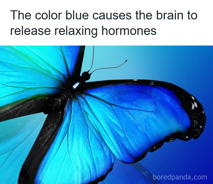 Blue butterfly on a vibrant blue background illustrating fun and fascinating psychology facts about brain hormone release.