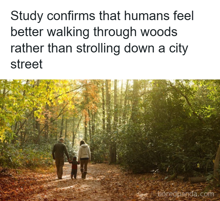Family walking in a sunlit forest path, illustrating fun and fascinating psychology facts about nature's positive effects.