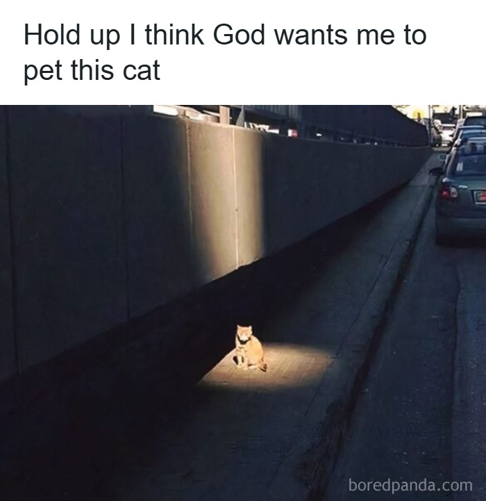 Cat sitting in a spotlight on a sidewalk, featured in popular cat memes for holiday enjoyment and humor.