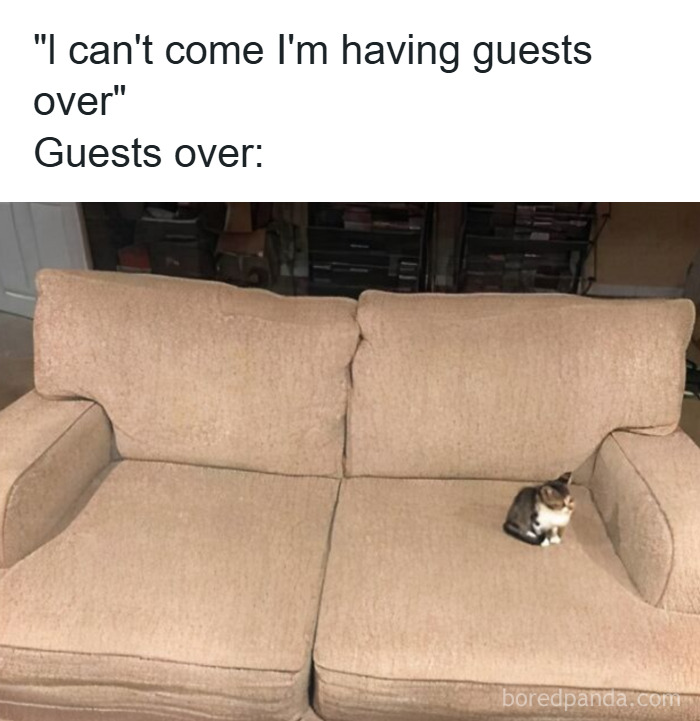 Small cat sitting alone on a large beige couch illustrating cat memes for holidays making moments more special and funny.