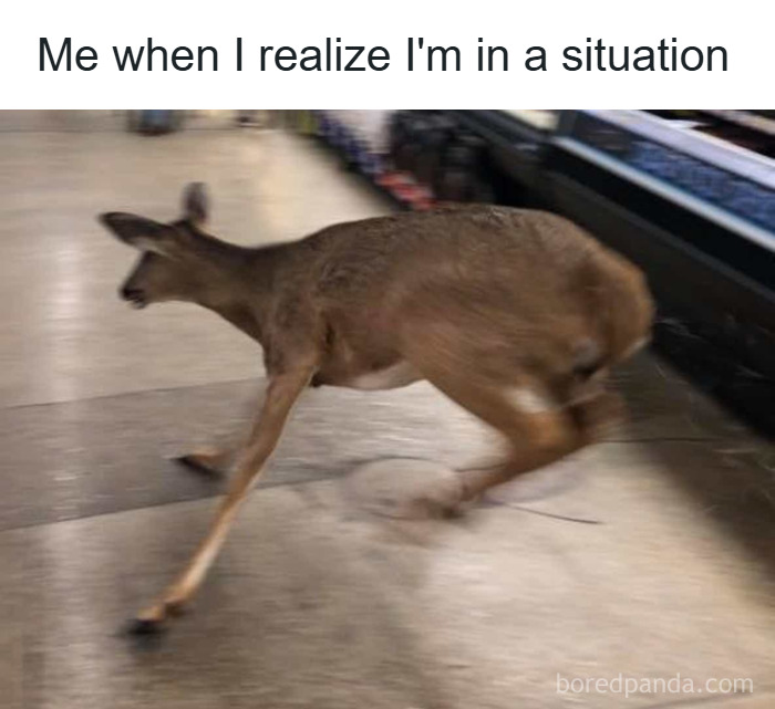 Blurry image of a deer running indoors with caption expressing sudden realization, funny unhinged memes style.
