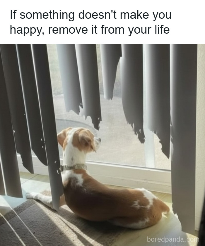 Dog lying by a torn curtain with the caption about removing what doesn’t make you happy, funny stress relief meme.