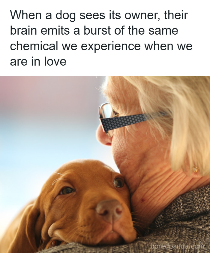 Woman hugging a dog, illustrating psychology facts about brain chemistry and emotions linked to love and bonding.