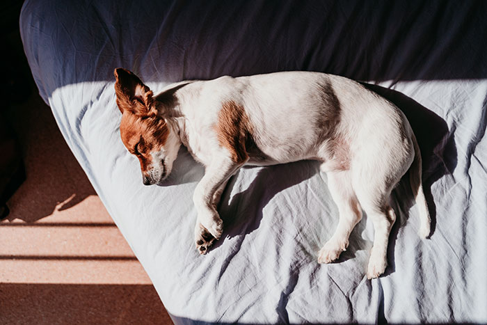 Small dog sleeping peacefully on a white bed with sunlight casting shadows, showcasing interesting facts about animals.