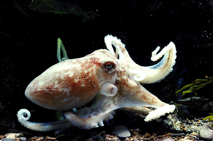 Octopus displaying unique features underwater, an example of interesting facts about animals rarely known.