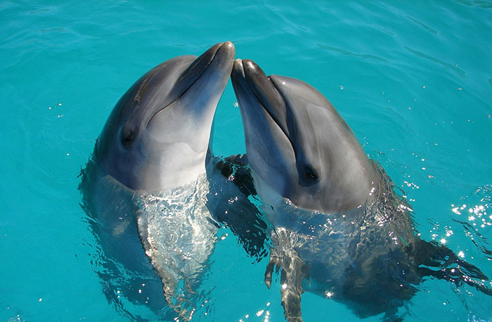 Two dolphins touching noses in clear blue water showing interesting facts about animals behavior and intelligence.