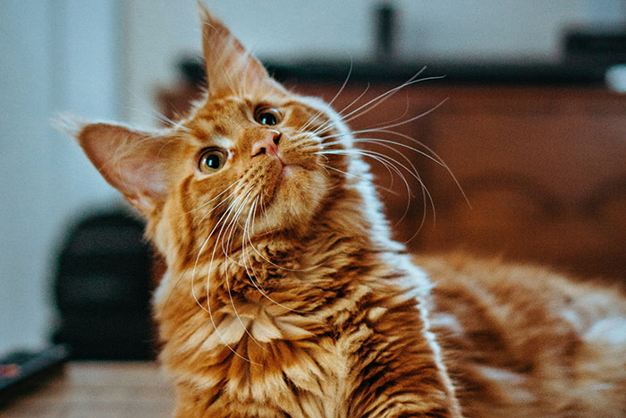 “Cats Can Recognize Their Owner’s Voice, Face, And Even Footsteps”: 50 Interesting Animal Facts
