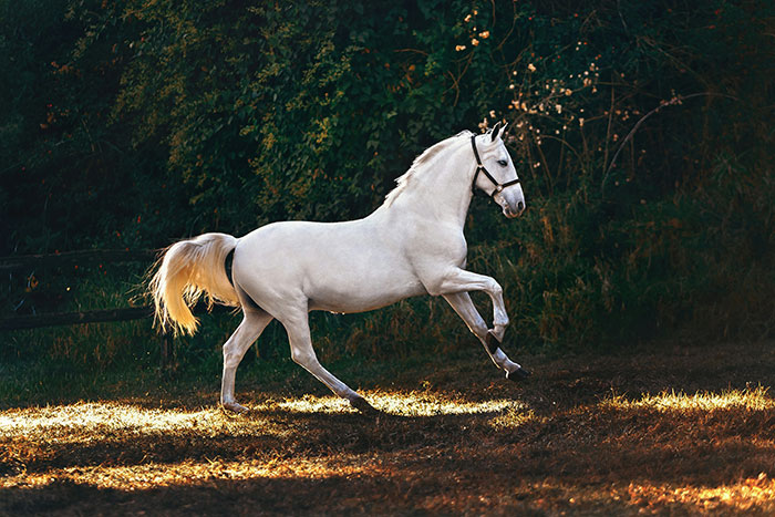 White horse trotting gracefully in a sunlit natural setting showcasing interesting facts about animals.
