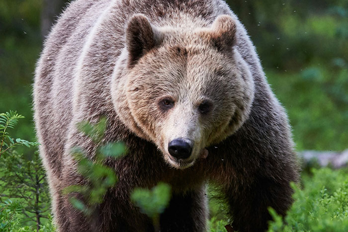 Close-up of a brown bear in a forest, showcasing an interesting animal in its natural habitat for animal facts.